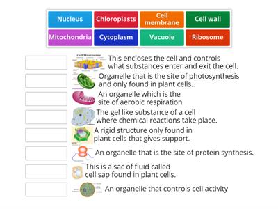 Cell structures.