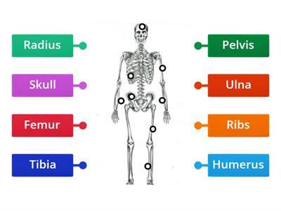 Skeleton