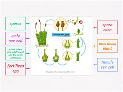 conifer life cycle-label the digram