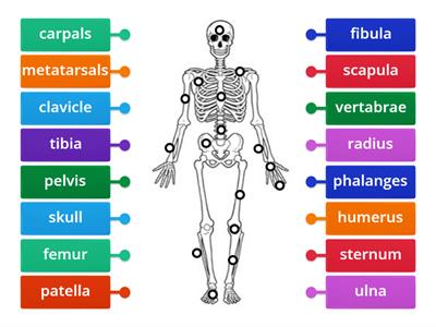 LC Biology - Skeleton