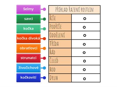 Taxony (živočichové)