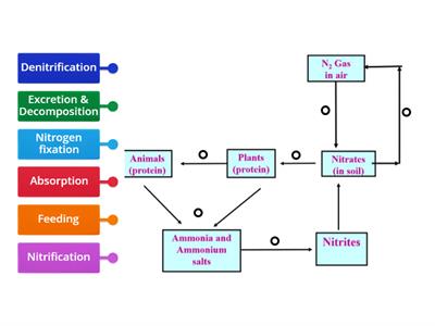 Nitrogen Cycle Leaving Cert Biology