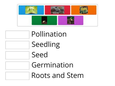 plant life cycle