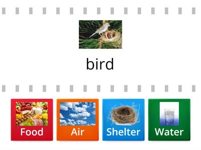 Basic needs of animals - Look at the picture. Match each animal with its basic need (water, food, shelter, or air).