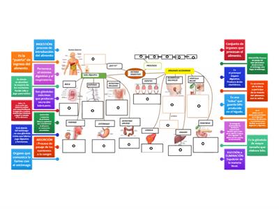 Mapa conceptual : SISTEMA DIGESTIVO (ii) 