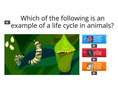 Life Cycle in Animals