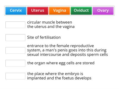 Female Reproductive System Structure and Functions