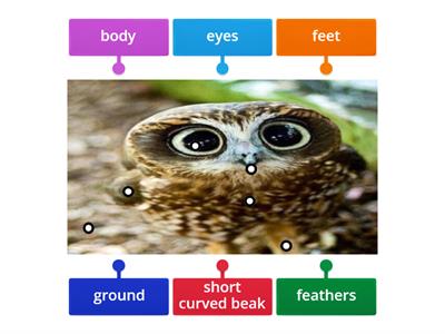 label parts of the owl
