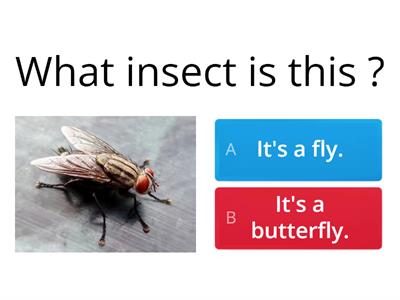 Insects y2