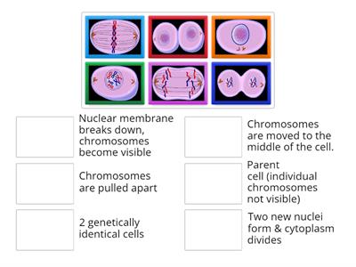 Mitosis Image Match-up (M7, L2)