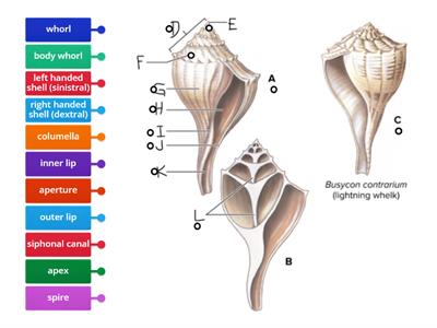 Shell parts identification