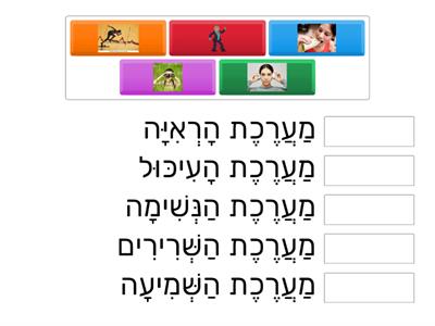 מערכות הגוף