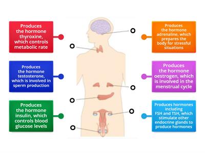 endocrine system function