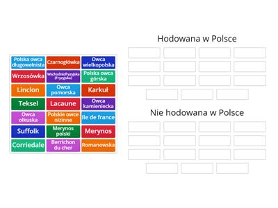 Rasy owiec - podział na hodowle polską i na świecie