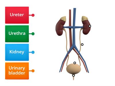 Urinary system 