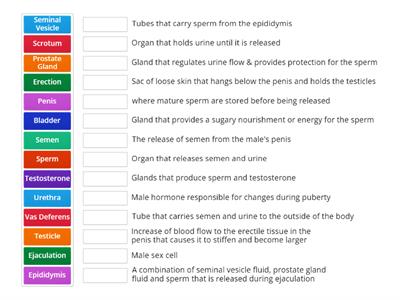 Physiology-Male Reproductive System