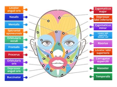 Muscles of face 