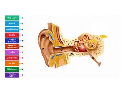 Estructura del Oído