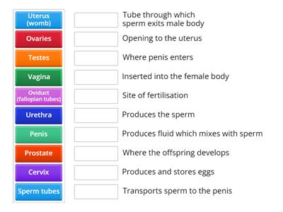Parts of the reproductive systems