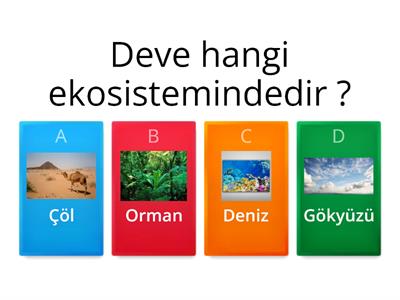 İNSAN VE ÇEVRE