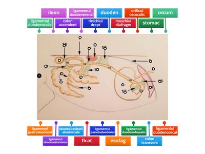 ligamentele duodenului la ecvine- vedere laterala dreapta