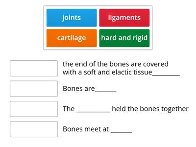 y5 Bones and joints