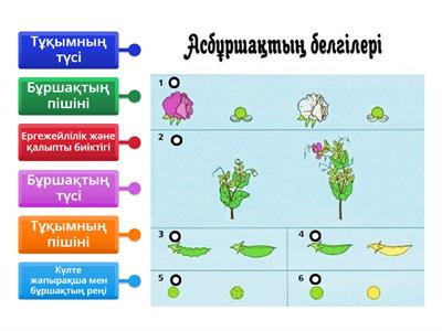 Мендель асбұршақтың белгілері 