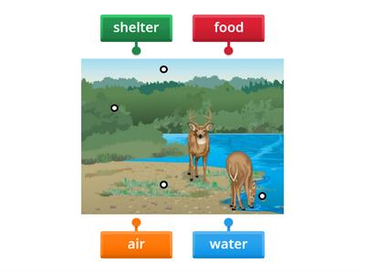 Basic Needs of Living Things (Grade 1 Science)