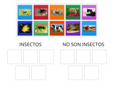 selecciona los insectos