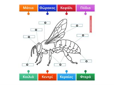 Τα μέρη της μέλισσας