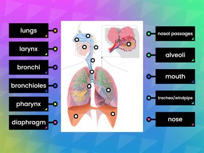 PARTS OF THE RESPIRATORY SYSTEM