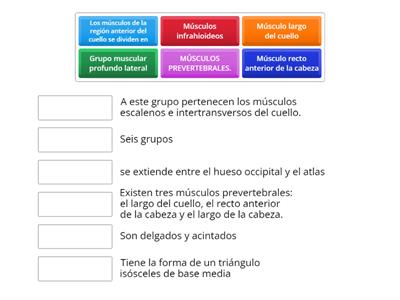 MÚSCULOS DEL CUELLO