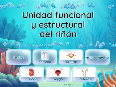 Anatomía y Fisiología renal