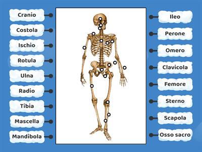 Le ossa dello scheletro