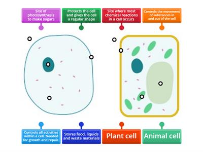 Animal and plant cell (level 2)