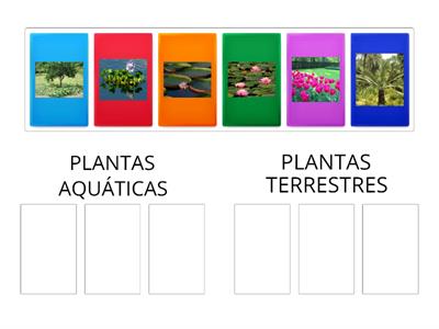 Plantas aquáticas e terrestres