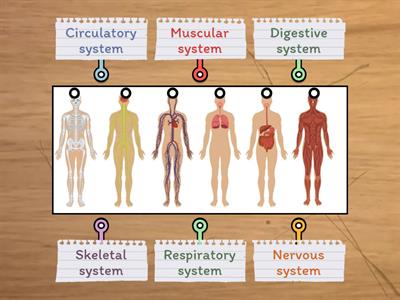 C01. Integ. Body - Organ System 3
