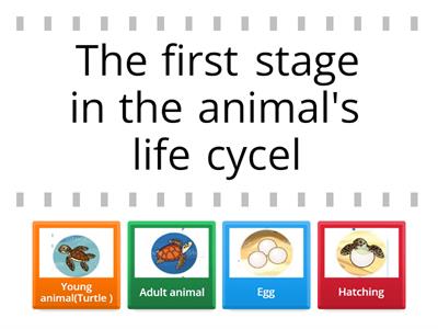 Animal's life cycle 