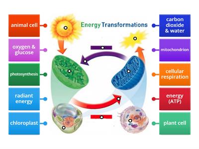Model 2: Photosynthesis/Cellular Respiration - Flow of energy and matter