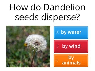  Seed Dispersal Grade 2