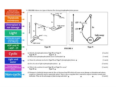 Photophosphorylation 