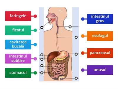 SISTEMUL DIGESTIV LA OM