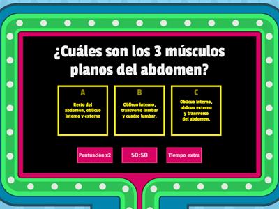 Músculos del abdomen