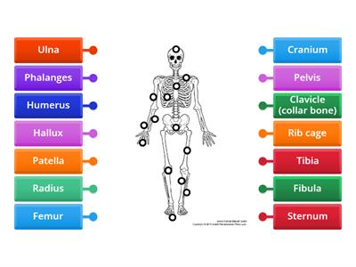 13 Bio - Human Bones