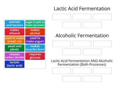 Lactic Acid Fermentation vs. Alcoholic Fermentation