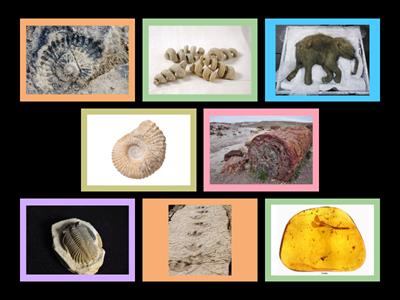 Qual o processo de fossilização representado na imagem?
