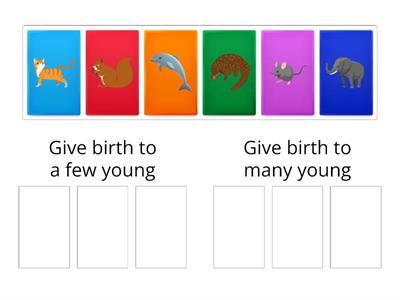Animals That Give Birth to Few Young and Many Young (Year 2)