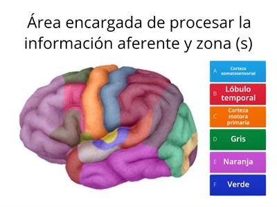 Neuroanatomía