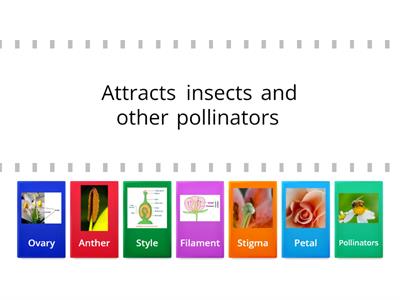 Y4 Pollination and fertilisation