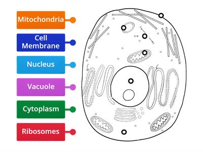 Animal Cell Diagram Labeling